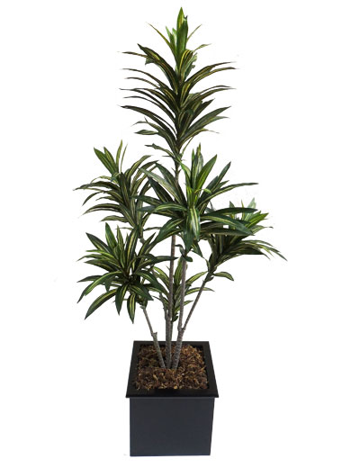 Dracena Marginata (com 1,20 M De Altura) - Cod. 92568