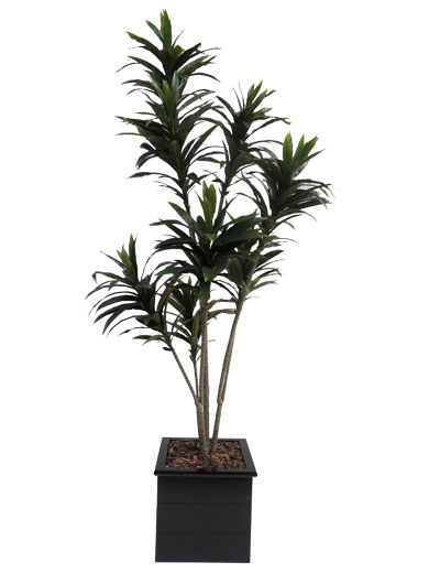 Dracena Verde (com 1,50 M De Altura) - Cod. 92575