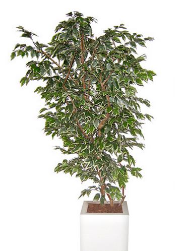 árvore Ficus Variegata Artificial 13007c - Com 2,00 M De Altura *tronco Natural E Folhas Em Seda